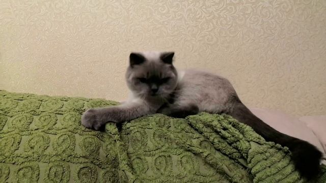 Как кот кидает бумажки.