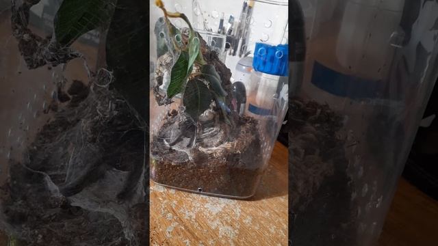 POECILOTHERIA RUFILATA: (third post molt feeding) смотреть онлайн