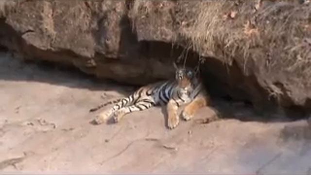 Sleeping Tiger hidden cameraman смотреть онлайн