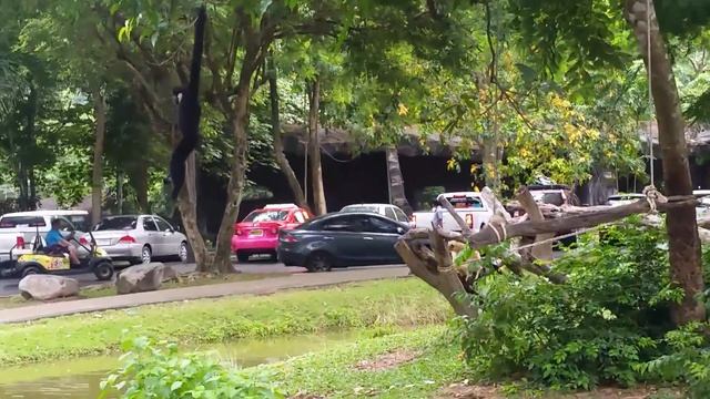 Гибоны смотреть онлайн