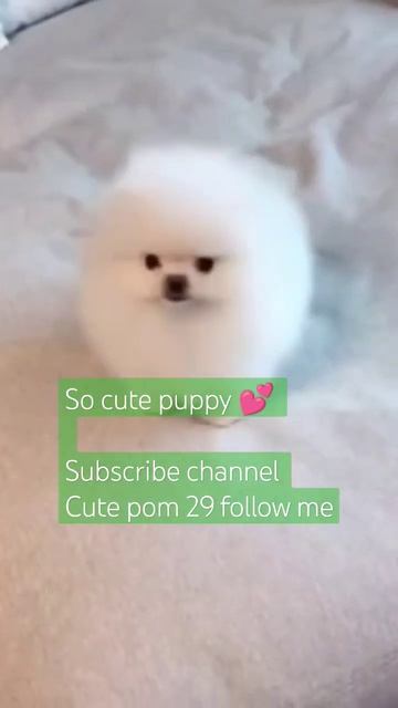 So cute teddy puppy 💕 subscribe # cute pom 29 🙏 follow me # tridding shots video Dog lovers #love 💕 смотреть онлайн