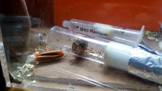 Solenopsis Invicta, #3 de 6 La colonia se muda a hormiguero Ants-Gdl смотреть онлайн