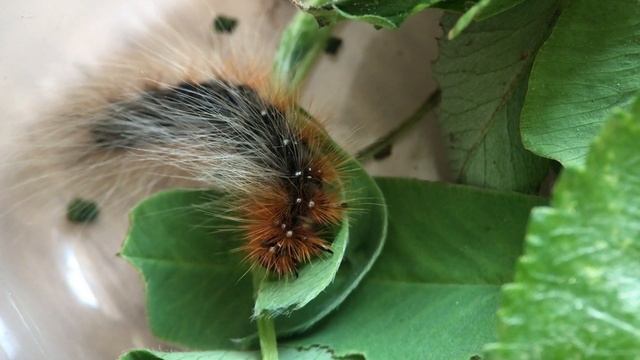 Медведица кайя (Arctia caja). Часть 1 смотреть онлайн