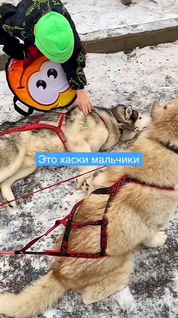 Каждая собака знает своё место в собачьей упряжке. Здесь девочки впереди, мощные мальчики замыкающи смотреть онлайн