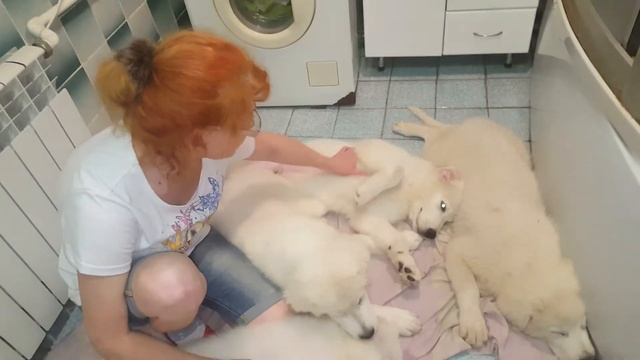 Помёт литера "Б" ФИНАЛ смотреть онлайн