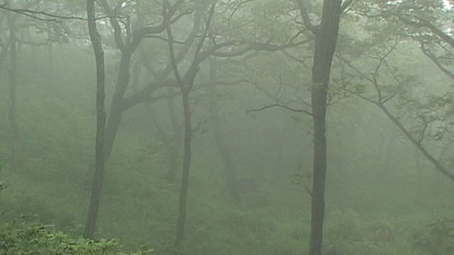 ГАМОВ. туман в лесу