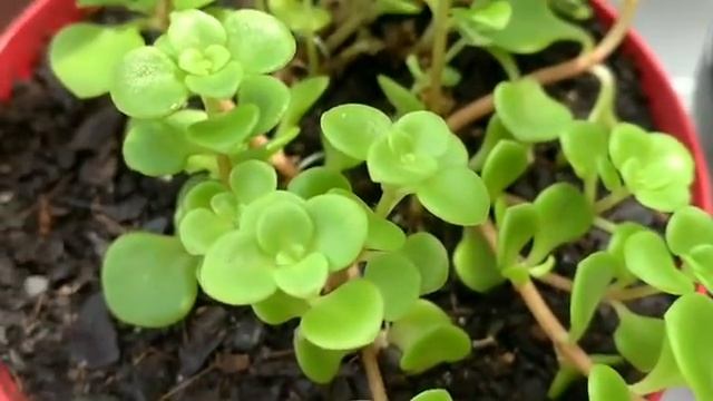 Suculentas à Venda - Fácil Cultivo com Identificação смотреть онлайн