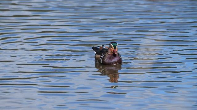 Mandarin Duck. Nikon Z9 Nikkor 500mm pf смотреть онлайн
