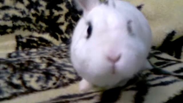Белый и пушистый ^^ смотреть онлайн