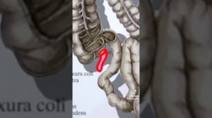 Фруктовый Врач