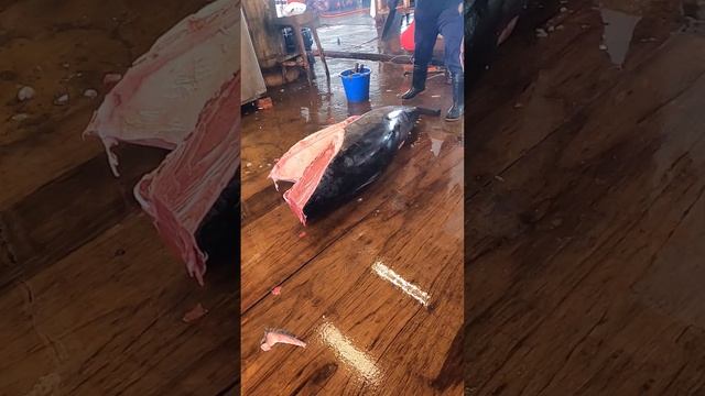 Top Skills 500 Pound Giant Bluefin Tuna Cutting Master, Luxurious Sashimi頂級黑鮪魚擊頂級黑鮪魚切功