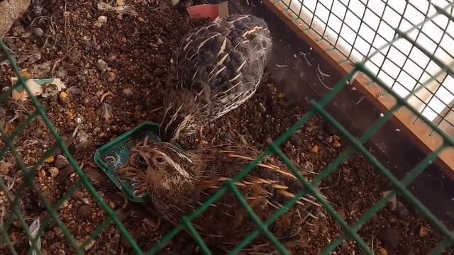 Un kurdu Tenebrio Molitor ile Japon bıldırcını Coturnix Japonica yemlemesi 1080p 30fps H264 128kb смотреть онлайн