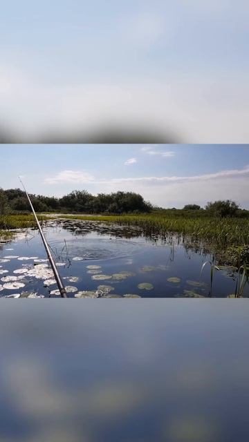 КРАСНОПЁРКА НА БЕРЕЗИНЕ. смотреть онлайн