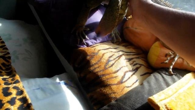 2017  09 Хуня и Яша