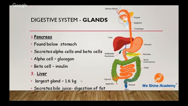 Biology Topic for TNPSC SSC RRB Exams смотреть онлайн