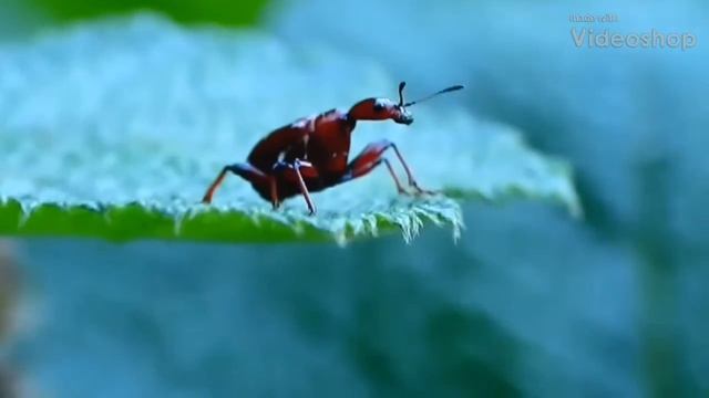 昆蟲-棕長頸捲葉象鼻蟲-雌