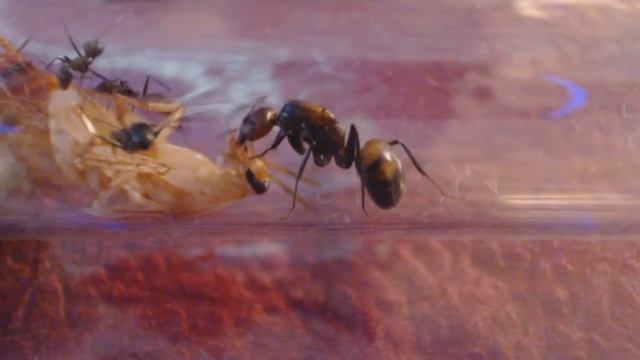 Видео 1 смотреть онлайн