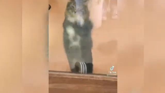 Приколы из тик тока. приколы с животными смотреть онлайн