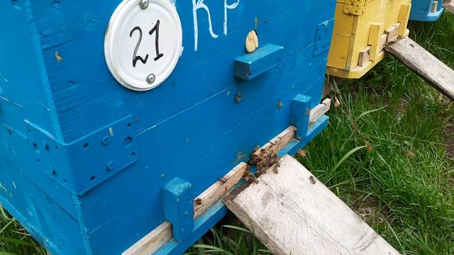 20 мая.Надел часть магазинок.Прохладно. смотреть онлайн