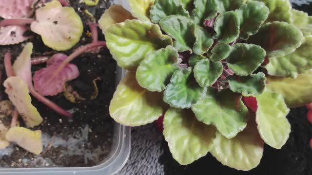 Почему у фиалки желтеют листья? смотреть онлайн