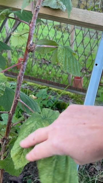 Болеет Малина (стеблевая галица) #ogródek #огород #сад #малина смотреть онлайн