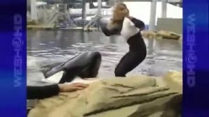 Tourist's Camera Rolls Seconds Before Killer Whale Attacks SeaWorld Trainer, Dawn Brancheau.