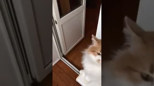 Кот Почесуха смотреть онлайн