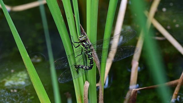 Blaugrüne Mosaikjungfer Eiablage - Mosaic Dragonfly - Aeshna cyanea смотреть онлайн