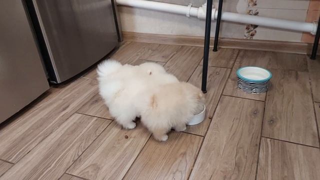 белоснежные комочки смотреть онлайн