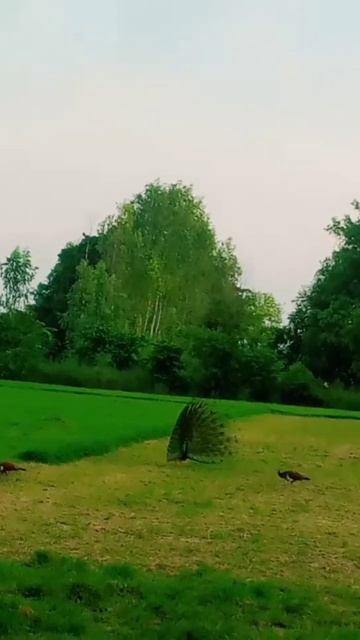 mor ki new video short 💯 смотреть онлайн