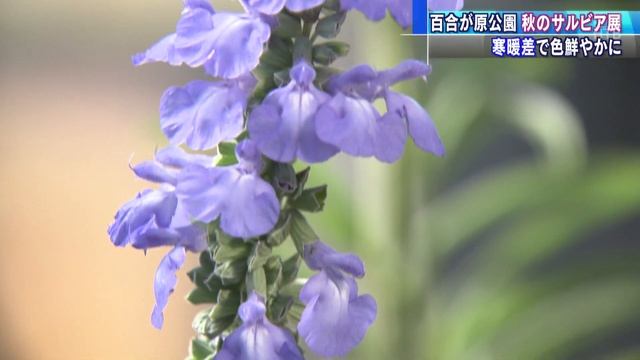 色鮮やか　秋のサルビア展　札幌・百合が原公園【HTBニュース】