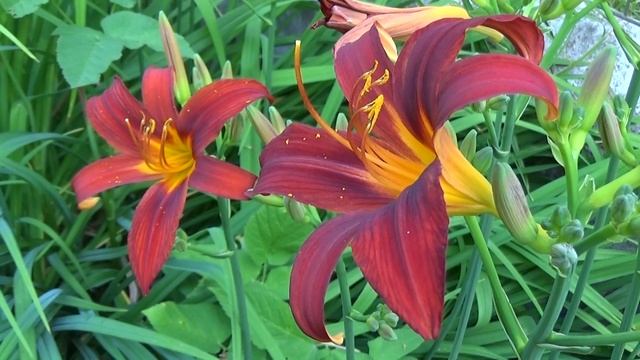 Hemerocallis ´Sammy Russell´ смотреть онлайн
