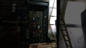 Мама ругается