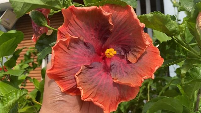 HIBISCUS GATOR PRIDE смотреть онлайн
