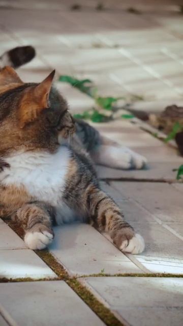 cute cat 😻171 смотреть онлайн