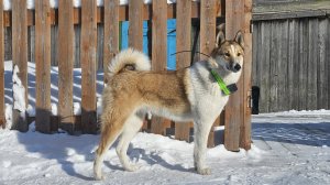 Лзс Яра закрывает сезон