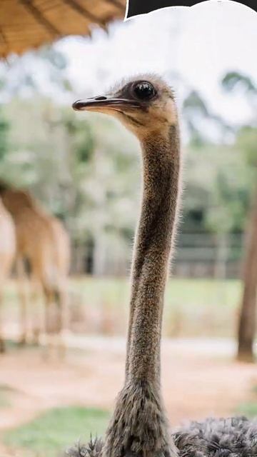 शुतुरमुर्ग का दिमाग कितना बड़ा🤔| Amazing fact about ostrich #shorts #youtubeshorts смотреть онлайн