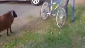 Баран бодается