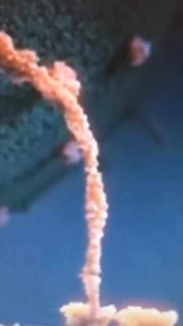 Бог или природа создали нас так что белок является одним из ключевых макроэлементов для нашего тела