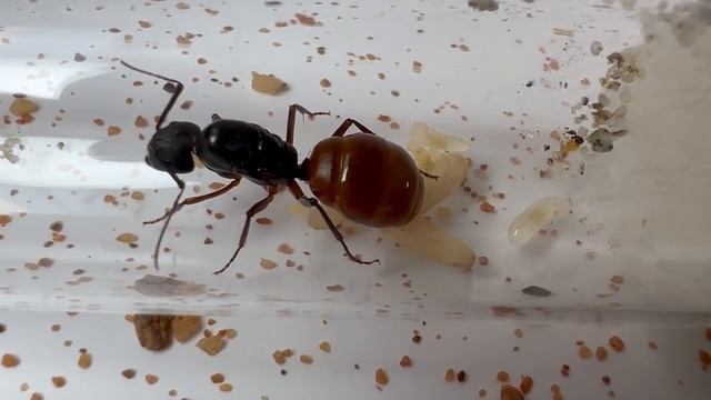 Weekly Update 2 Camponotus CA02 смотреть онлайн