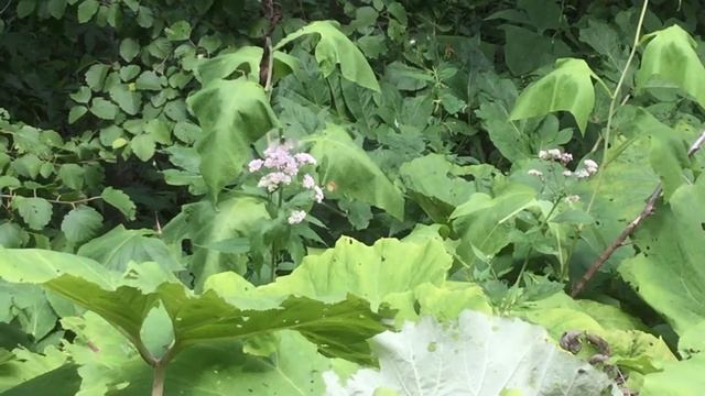 ヒメウスバシロチョウ / Parnassius stubbendorfii　北海道丸瀬布　2015/07/21 Maruseppu Hokkaido, butterfly of Japan смотреть онлайн
