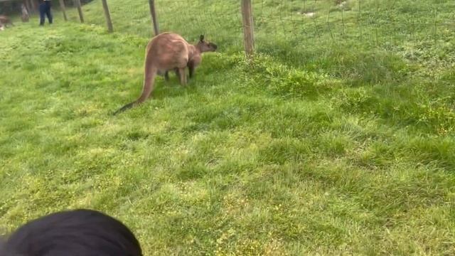 Maru Koala & Animal Park смотреть онлайн