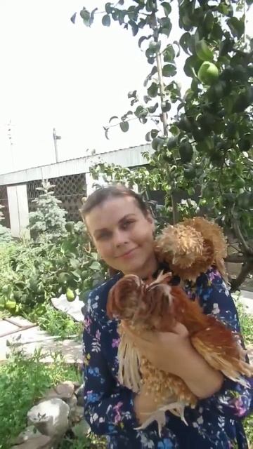 Они очень ласковые! Падуан шамоа #падуан #падуаншамоа #дарьиндвор #красиво #животные смотреть онлайн