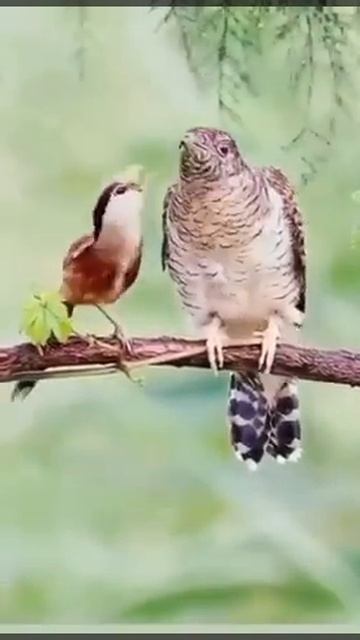 #birds #birdschirping #shorts #birdsofnature #birdsound #naturelovers #loveforbirds #birdsanctuary смотреть онлайн