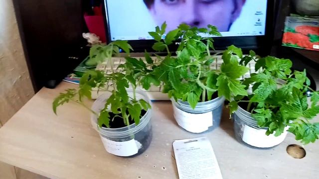 Выросла очень Красивая и Крепкая Рассада ПОМИДОР сорта "ЗОЛОТАЯ КЛУША". 👍👍👍 26 апреля 2023г. 🙂💖 смотреть онлайн