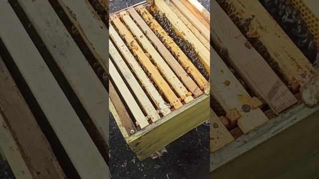 пчелопакеты с западной Украины 2024 г. смотреть онлайн