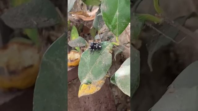 Black Phidippus Regius смотреть онлайн