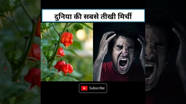 duniya Ki Sabse teekhi Mirchi #shorts | Carolina reaper смотреть онлайн