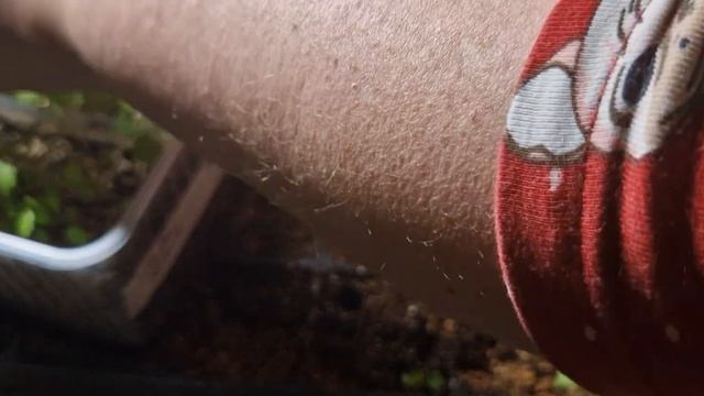 Пикировка(пересадка) клубники в отдельные емкости. Чем подкормить рассаду клубники. смотреть онлайн