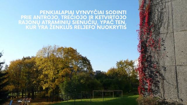 Penkialapis vynvytis Lazdynuose смотреть онлайн